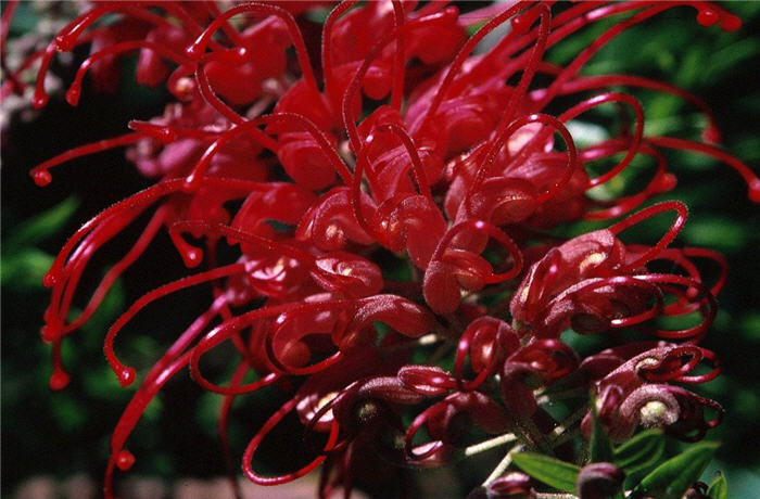 Canberra Gem Grevillea
