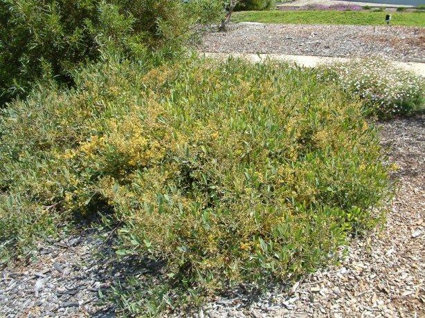 Prostrate or Spreading Acacia