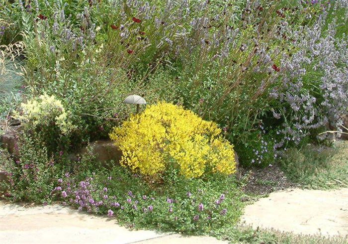 Bidens ferulifolia 'Goldmarie'