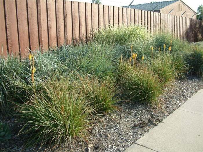 Plant photo of: Kniphofia uvaria