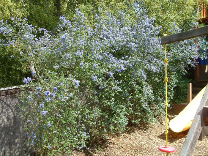 Ceanothus thyrsiflorus 'Skylark'