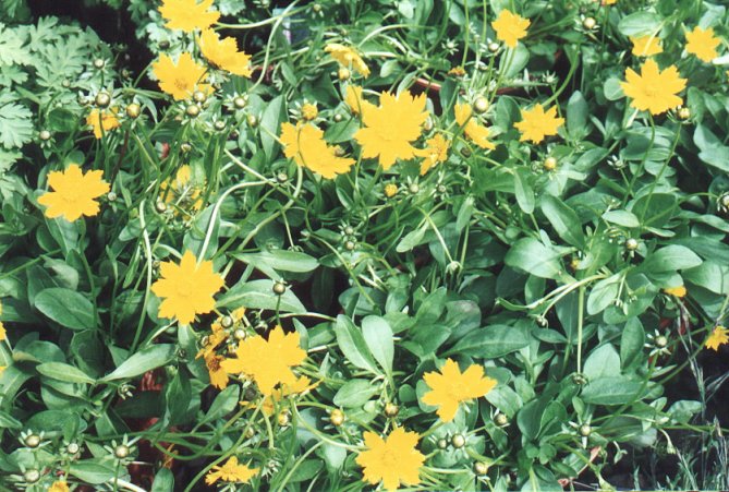 Coreopsis auriculata 'Nana'