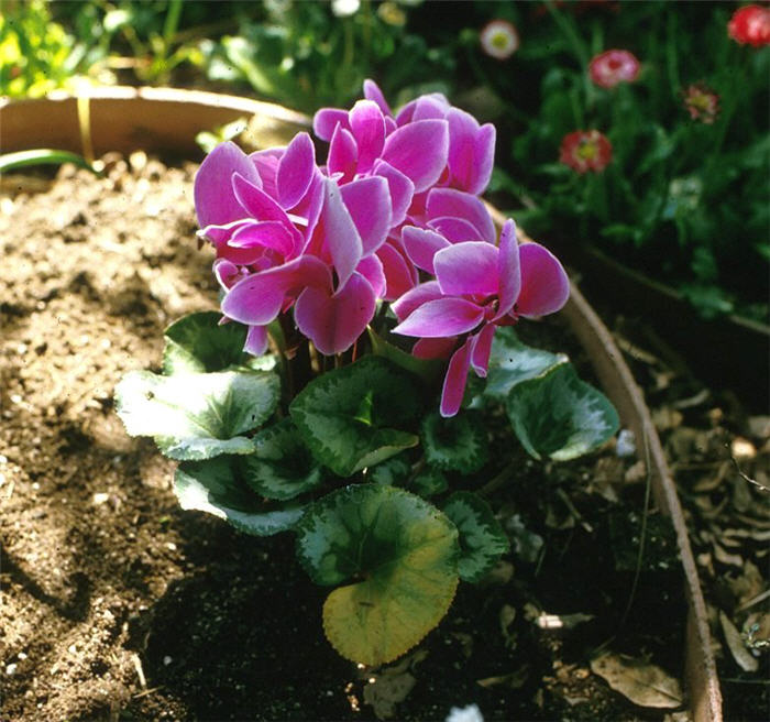 Plant photo of: Cyclamen persicum