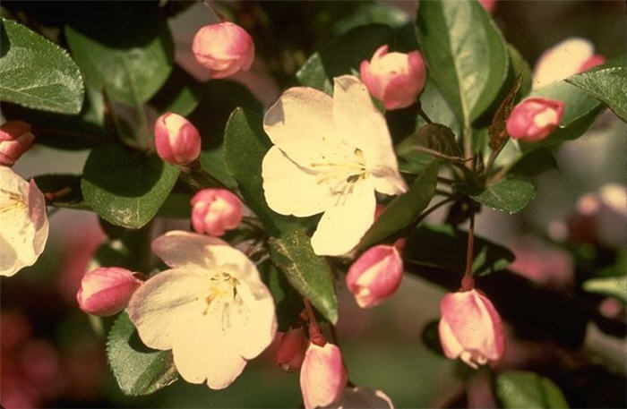 Plant photo of: Malus hupehensis