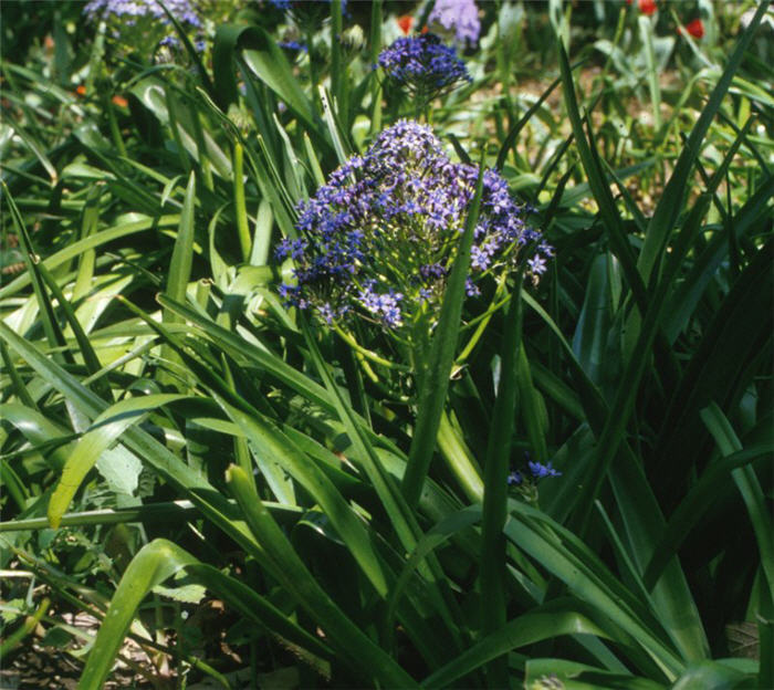 Plant photo of: Scilla peruviana