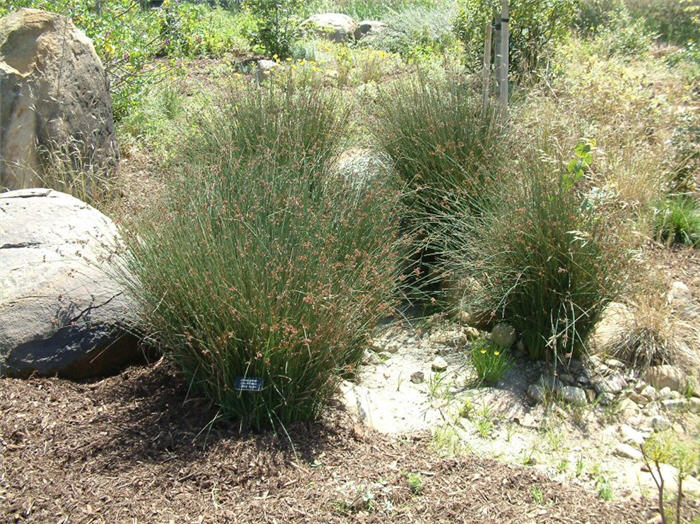 Juncus patens