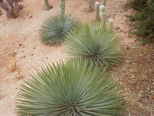 Plant photo of: Yucca whipplei