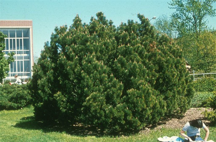 Plant photo of: Pinus mugo Pumilio Group