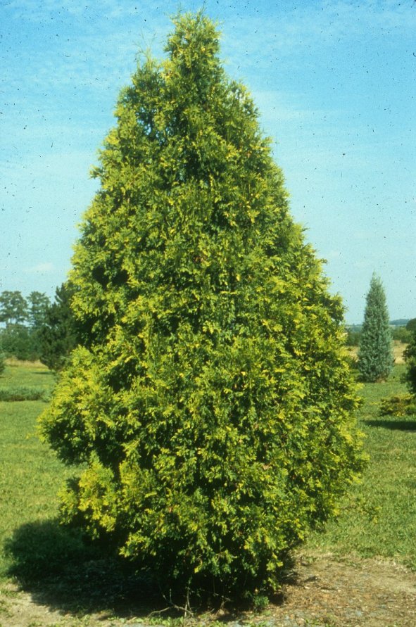 Thuja occidentalis 'Douglasii Aurea'