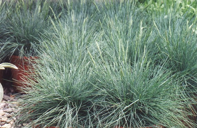 Elijah Blue Fescue