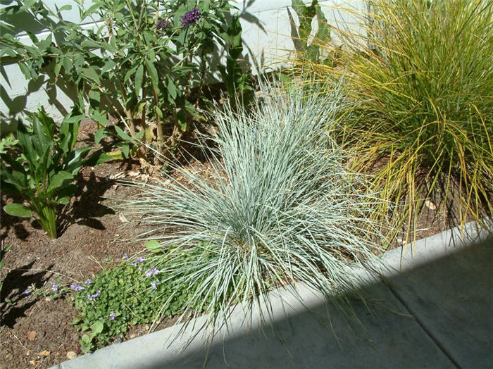 Plant photo of: Festuca 'Elijah Blue'