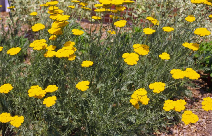 Cloth of Gold Yarrow