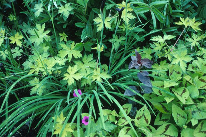 Ann Folkard Cranesbill