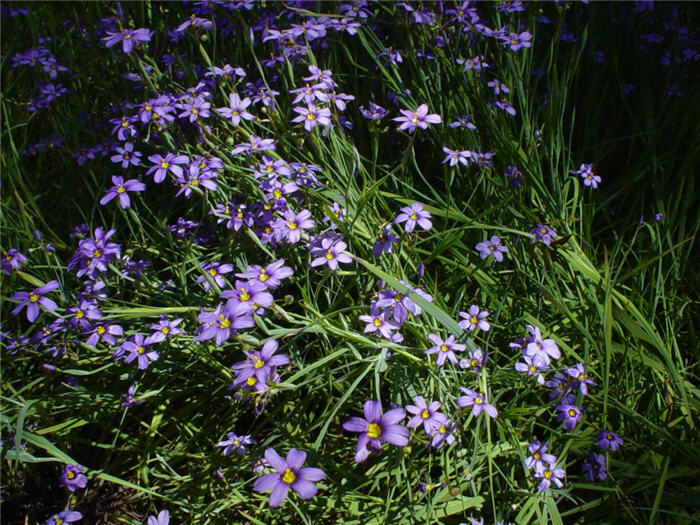 Sisyrinchium bellum