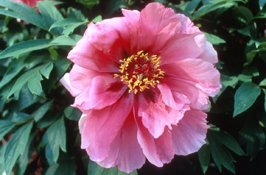 Paeonia  'Flying Swallow in RedDress