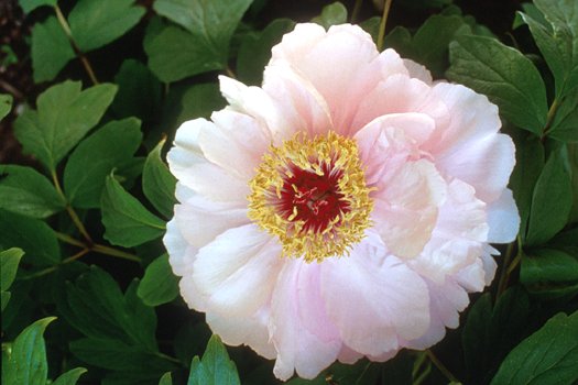 Paeonia 'Goddess of Mt. E Mei