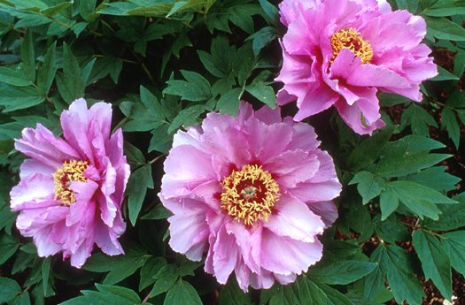 Paeonia  'Lotus-Like