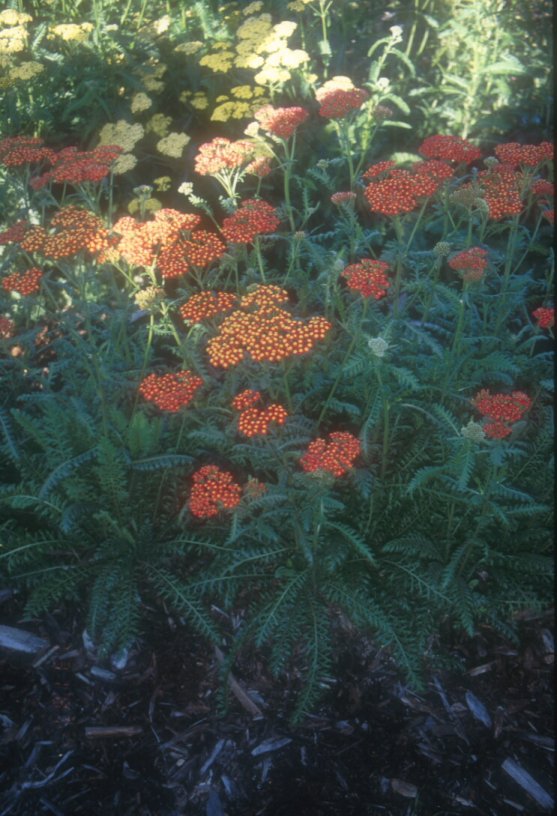 Achillea 'Walther Funcke'