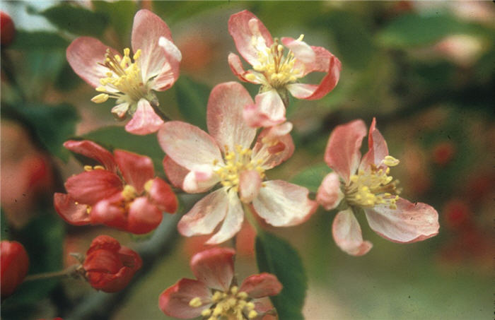 Tea Crabapple