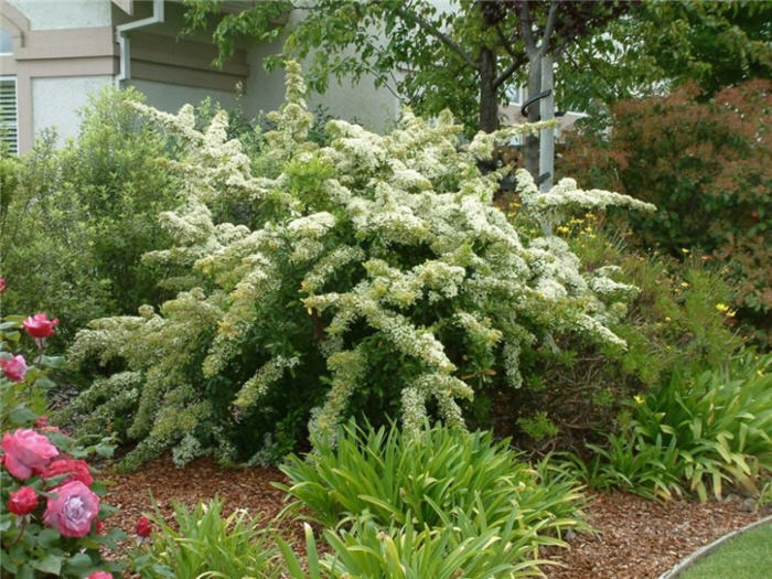 Pyracantha, Firethorn
