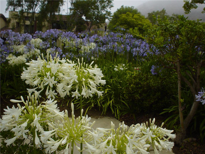 Agapanthus africanus 'White'