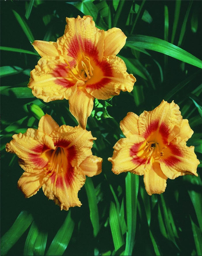 Hemerocallis 'Black-Eyed Stella'