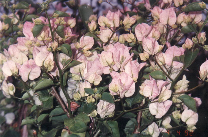 Plant photo of: Bougainvillea 'Jamaica White'