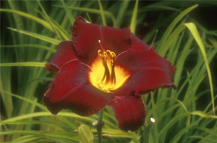 Hemerocallis hybrids