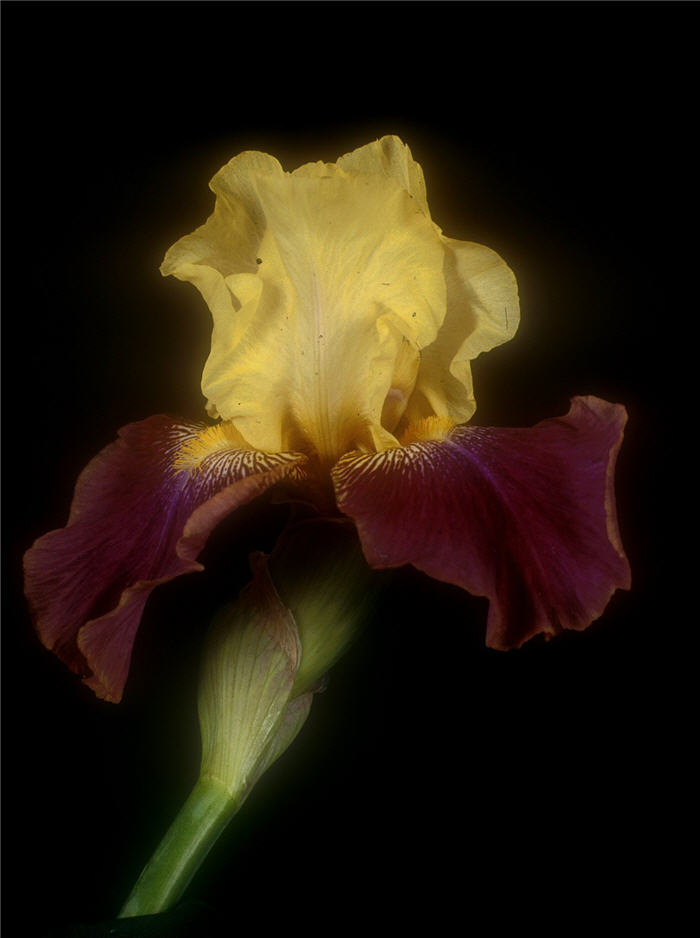 Iris bearded 'Blatant'