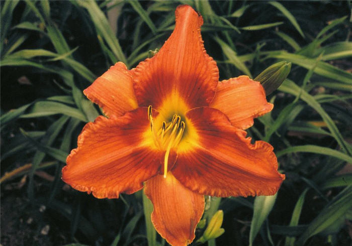 Hemerocallis 'Gingerbread Man'