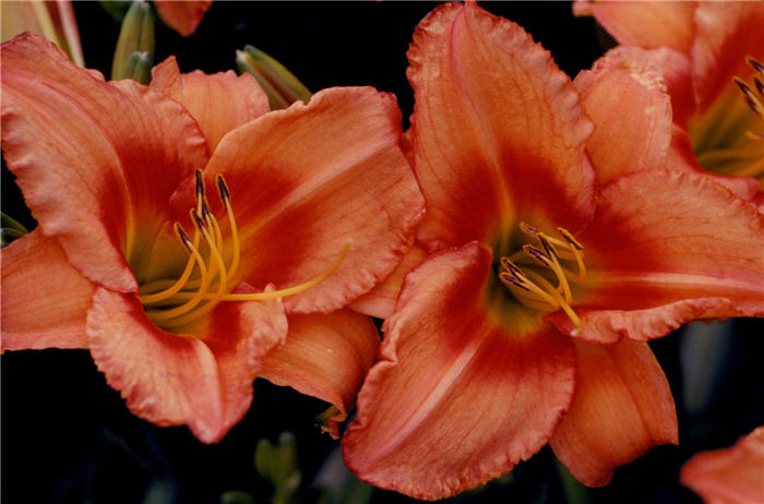 Lee Bea Orange Crush Daylily
