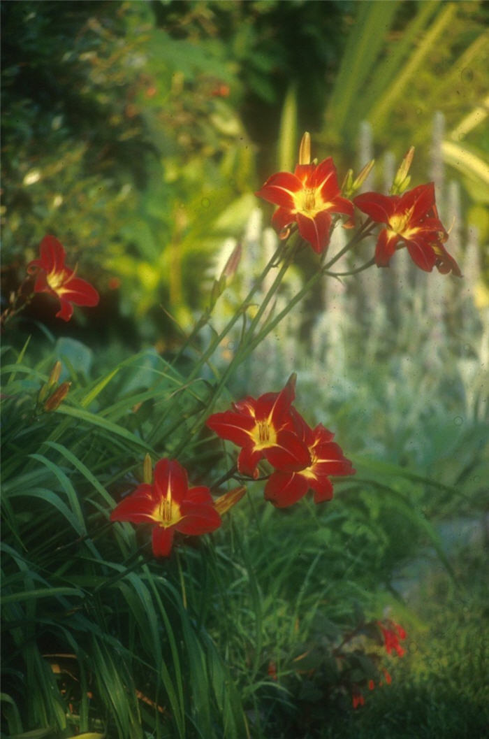 Hemerocallis 'Rojo Alto'