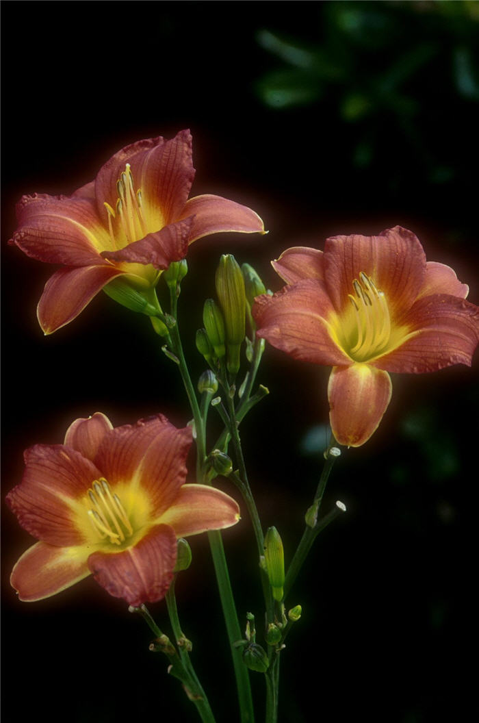 Plant photo of: Hemerocallis 'Terra Cotta Baby'