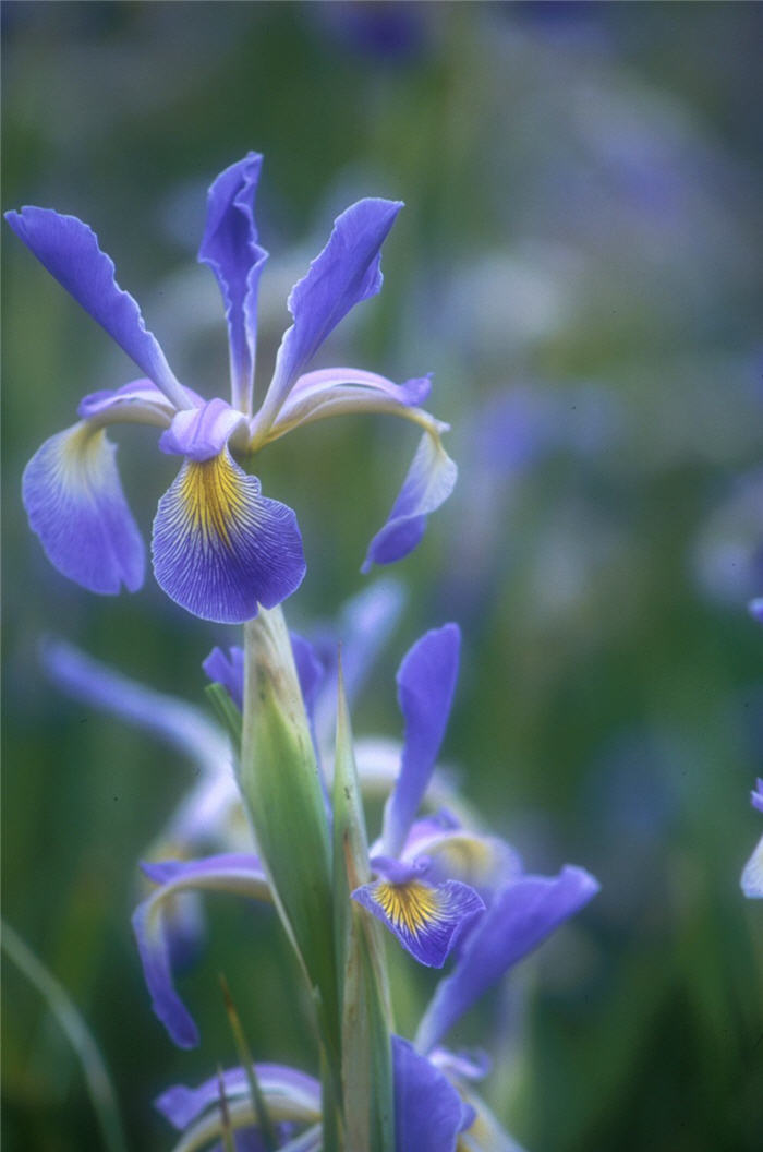 Iris Dutch 'Premier'