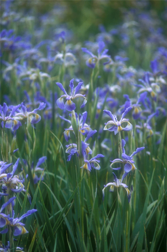 Plant photo of: Iris Dutch 'Premier'