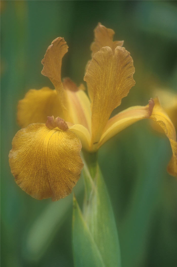 Iris Dutch 'Imperial Bronze'