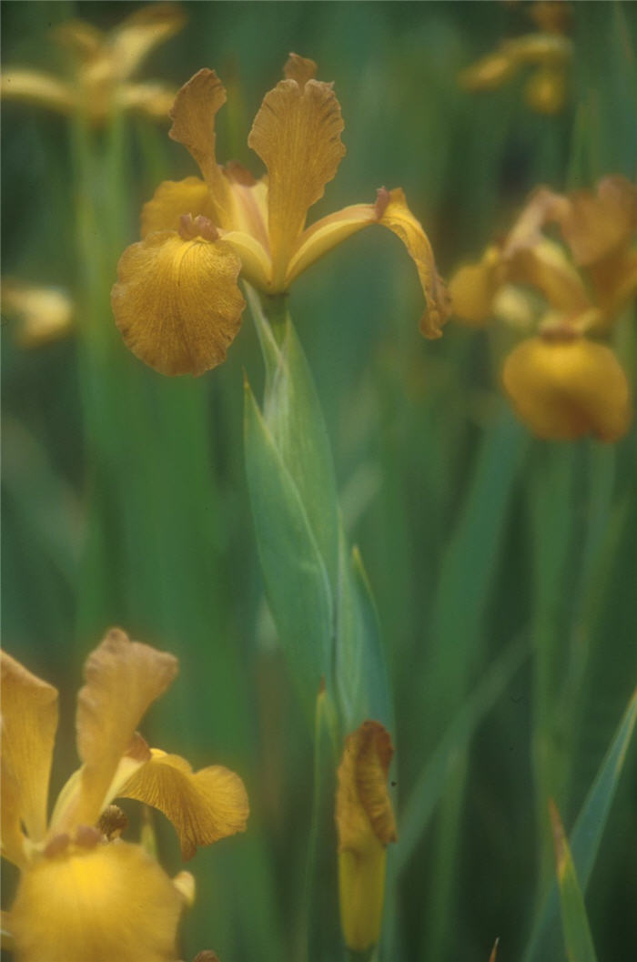 Plant photo of: Iris Dutch 'Imperial Bronze'