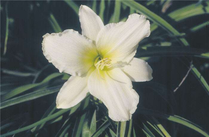 Hemerocallis 'Lady Elizabeth'