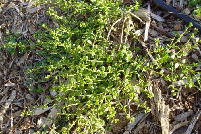 Baccharis pilularis 'Pigeon Point'