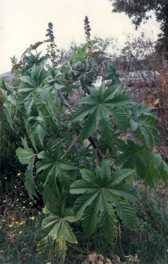 Ricinus communis