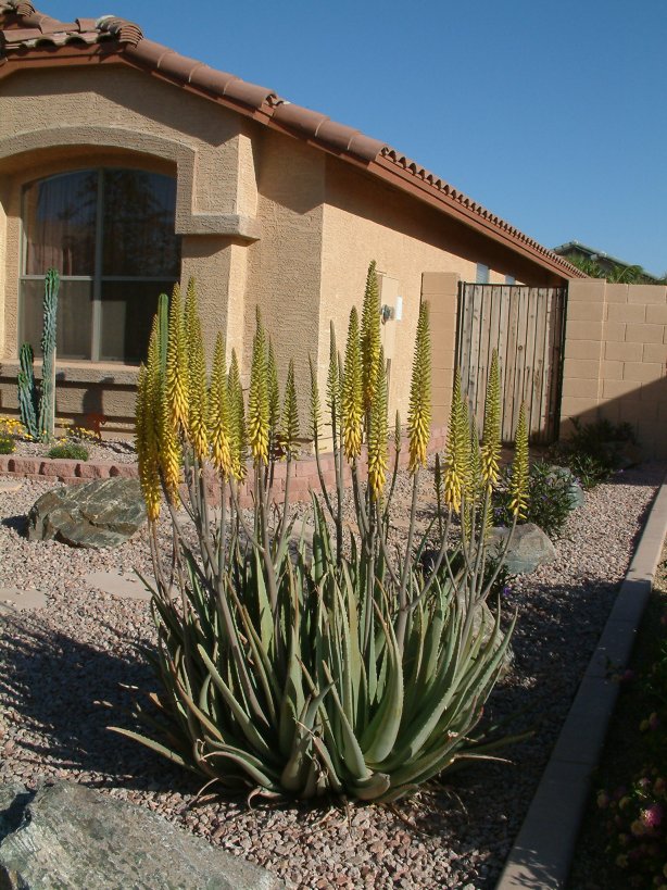 Plant photo of: Aloe vera