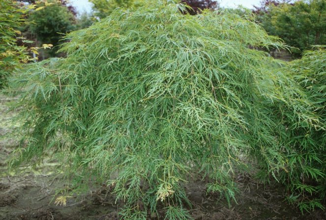 Acer palmatum 'Dissectum Viridis'