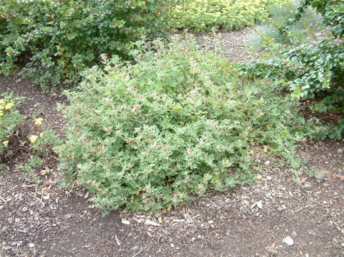 Sphaeralcea ambigua