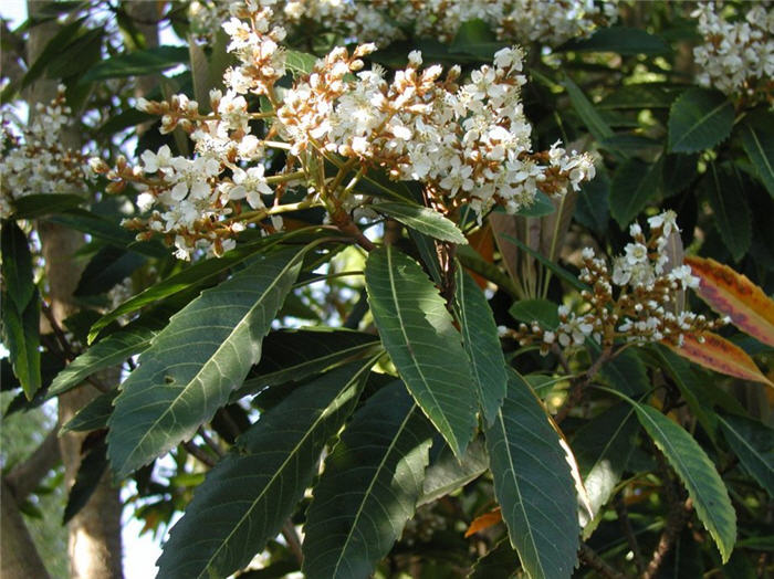 Loquat