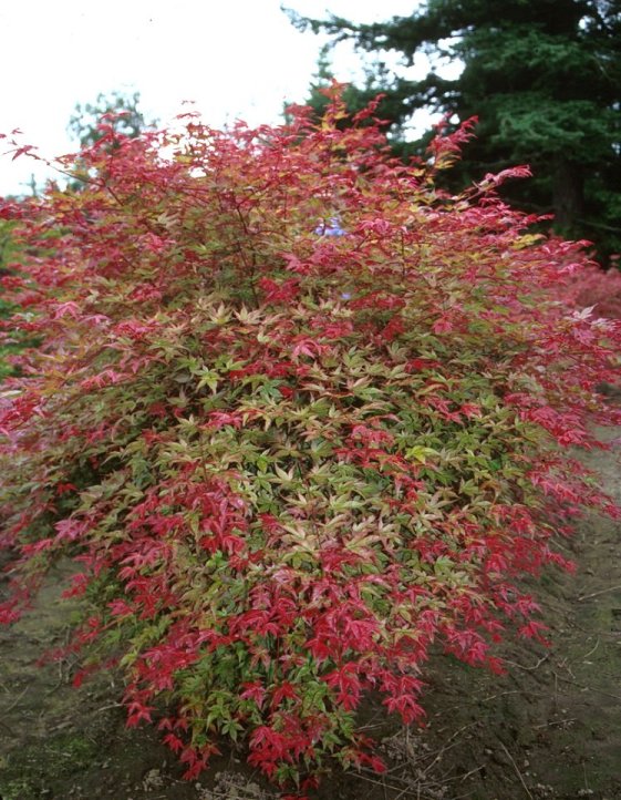 Acer palmatum 'Shaina'