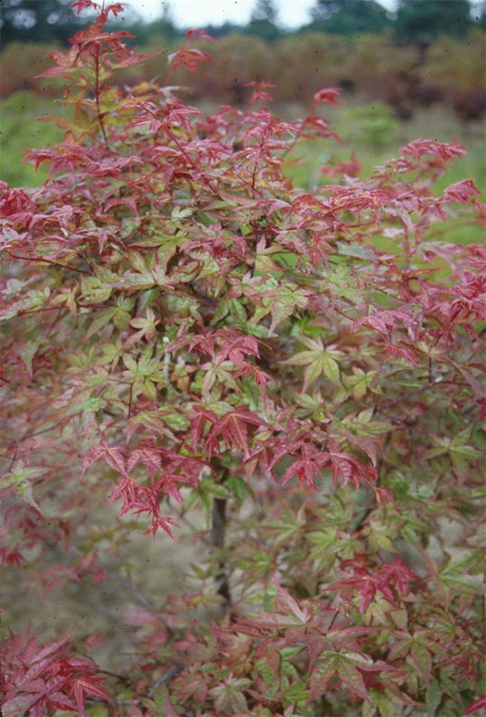 Shindeshojo Japanese Maple