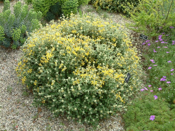 Little Jeruselum Sage