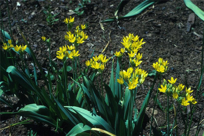 Allium moly 'Edgar Kline'