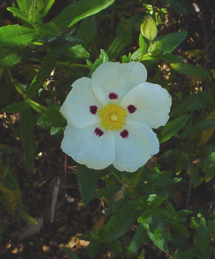 Cistus ladanifer