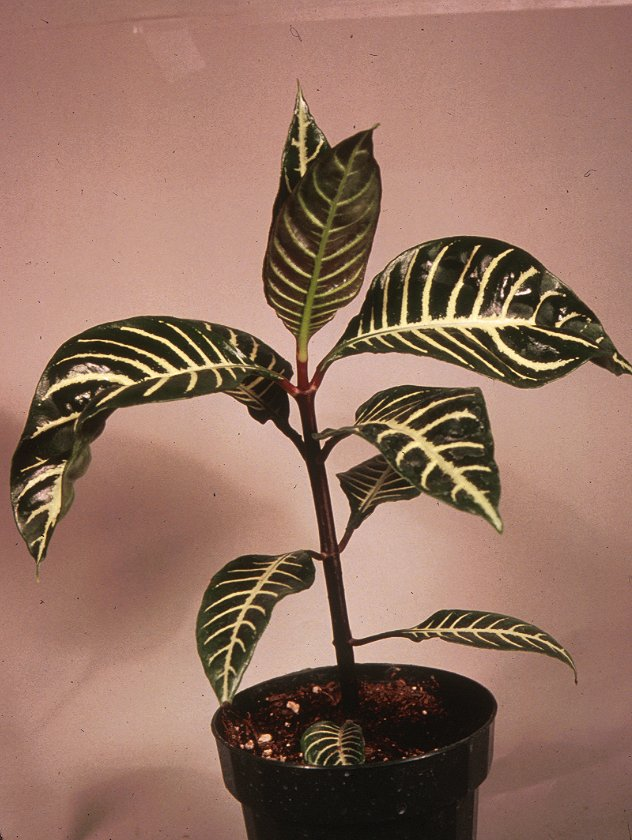 Aphelandra squarrosa